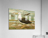 Diomedea melanophrys Boie. Schwarzzugeliger Albatros by Johann Friedrich Naumann [1780–1857] Acrylic Print