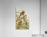 Emberiza citrinella. Emberiza cirlus by Johann Friedrich Naumann [1780–1857] Acrylic Print