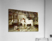 The Dog In The Manger by Walter Hunt [1861–1941] Acrylic Print