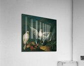 Weiße Jagdfalken Mit Einem Fischreiher [1748] by Philipp Ferdinand de Hamilton [ca. 1664–1750] Acrylic Print