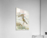 Acanthis linaria by Johann Friedrich Naumann [1780–1857] Acrylic Print