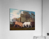 Bulls Fighting [1786] by George Stubbs [1724–1806] Acrylic Print