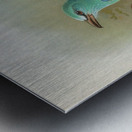 Coracias garrula by Johann Friedrich Naumann [1780–1857] Metal print