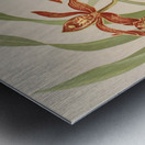 Cymbidium Hookerianum [1885] by Harriet Stewart Miner [1840–1895] Metal print