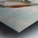 Lanius collurio. Lanius isabellinus Ehrenberg by Johann Friedrich Naumann [1780–1857] Metal print