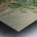 Certhia familiaris. Certhia familiaris brachydactyla by Johann Friedrich Naumann [1780–1857] Metal print