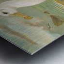 Diomedea melanophrys Boie. Schwarzzugeliger Albatros by Johann Friedrich Naumann [1780–1857] Metal print