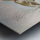 Acanthis linaria by Johann Friedrich Naumann [1780–1857] Metal print