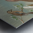 Garrulus glandarius by Johann Friedrich Naumann [1780–1857] Metal print