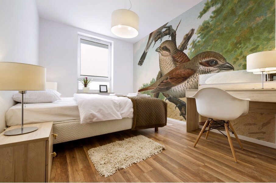 Lanius collurio. Lanius isabellinus Ehrenberg by Johann Friedrich Naumann [1780–1857] Mural print