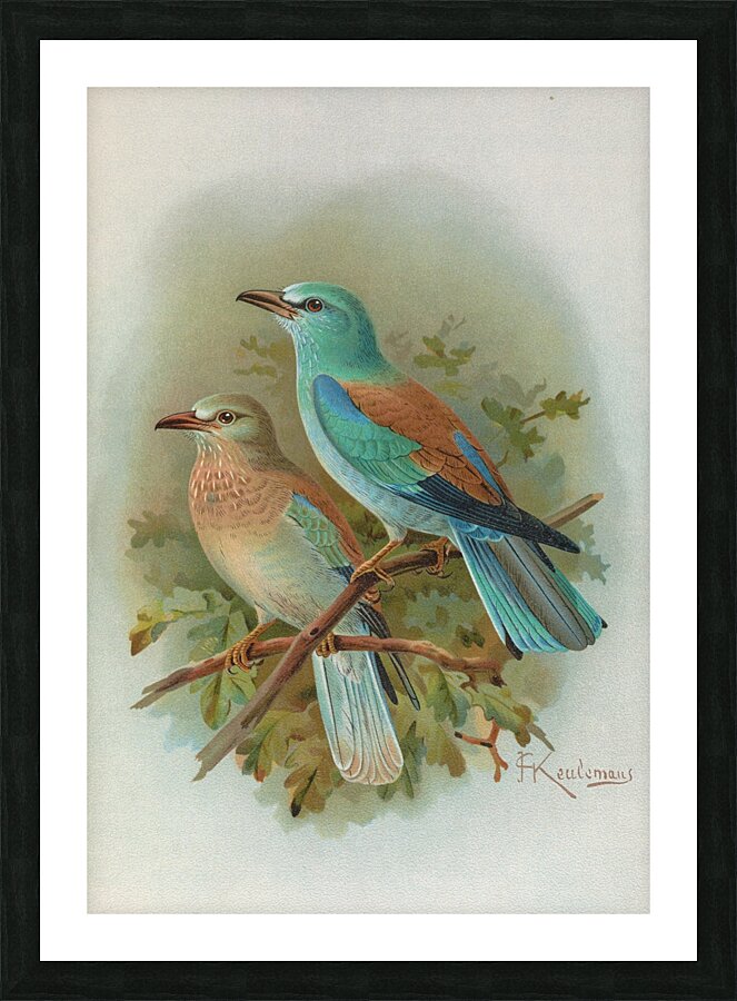 Coracias garrula by Johann Friedrich Naumann [1780–1857] Picture Frame print