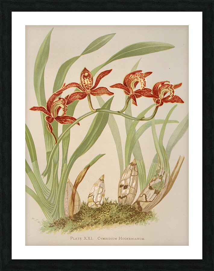 Cymbidium Hookerianum [1885] by Harriet Stewart Miner [1840–1895] Picture Frame print
