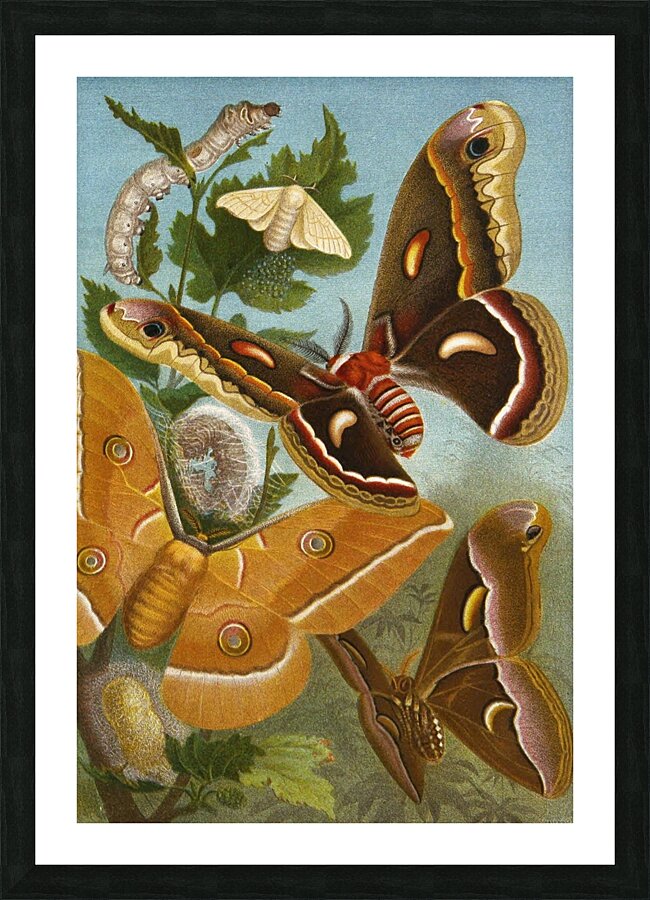 Die Insekten. Tausendfüssler und Spinnen Pl 11 [1877] by Alfred Edmund Brehm [1829–1884] Picture Frame print