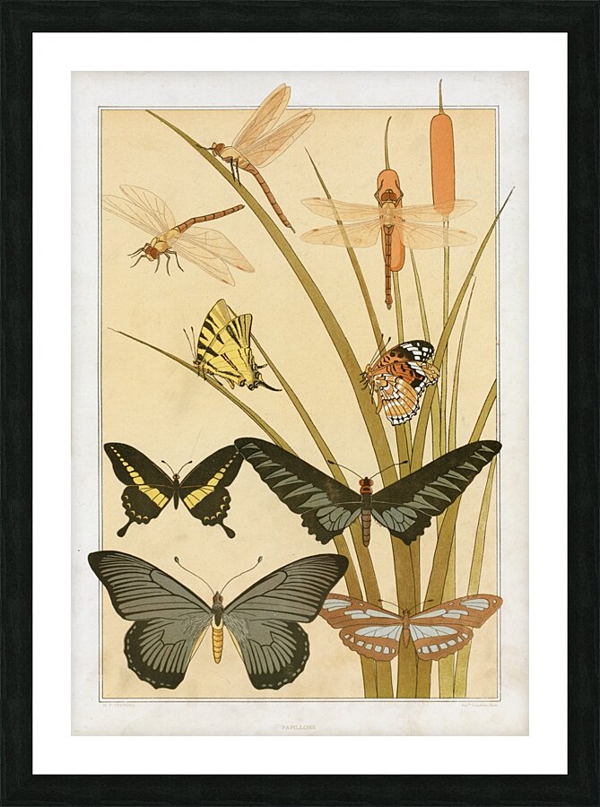 Papillons [1897] by Maurice Pillard Verneuil [1869–1942] Picture Frame print