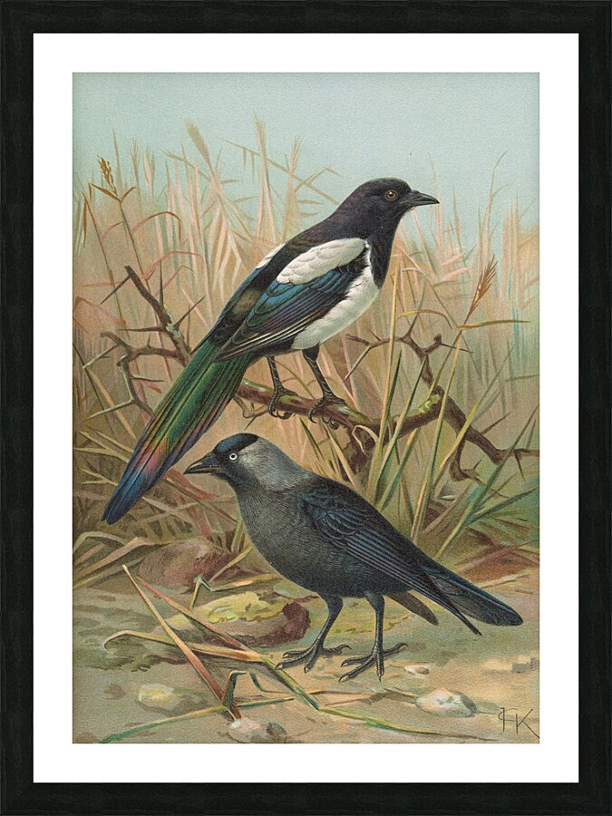 Pica pica. Lycus monedula by Johann Friedrich Naumann [1780–1857] Picture Frame print