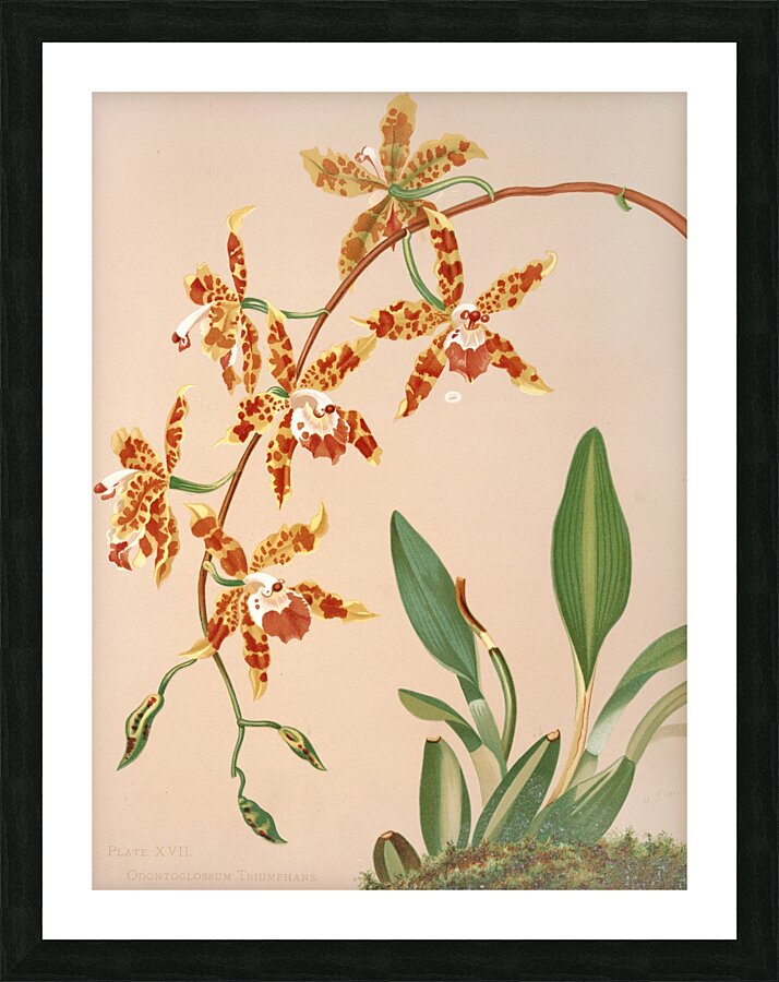 Odontoglossum Triumphans [1885] by Harriet Stewart Miner [1840–1895] Picture Frame print