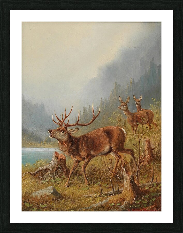 A Bellowing Stag by Moritz Müller [1841–1899] Picture Frame print