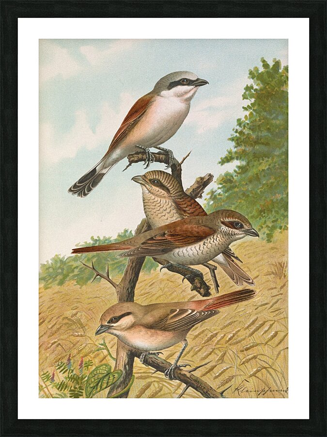 Lanius collurio. Lanius isabellinus Ehrenberg by Johann Friedrich Naumann [1780–1857] Picture Frame print