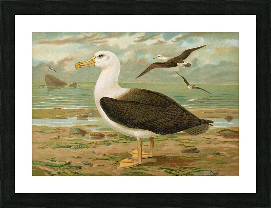 Diomedea melanophrys Boie. Schwarzzugeliger Albatros by Johann Friedrich Naumann [1780–1857] Picture Frame print