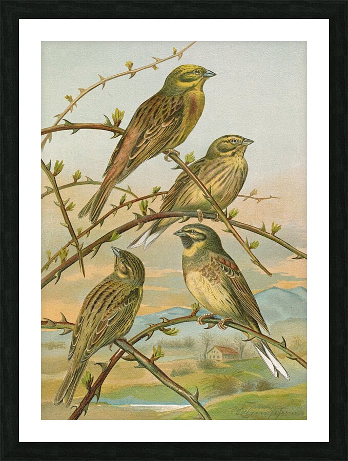 Emberiza citrinella. Emberiza cirlus by Johann Friedrich Naumann [1780–1857] Picture Frame print