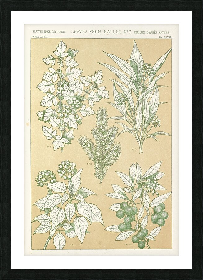 Leaves from Nature No.7 [1856] by Owen Jones [1809–1874] Picture Frame print