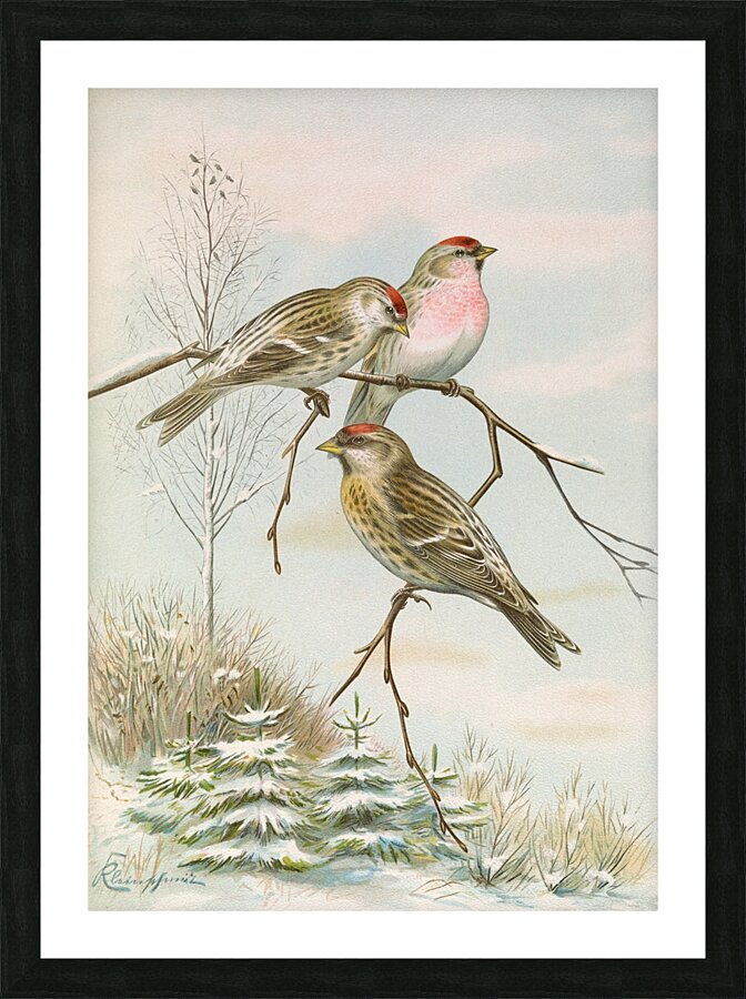 Acanthis linaria by Johann Friedrich Naumann [1780–1857] Picture Frame print