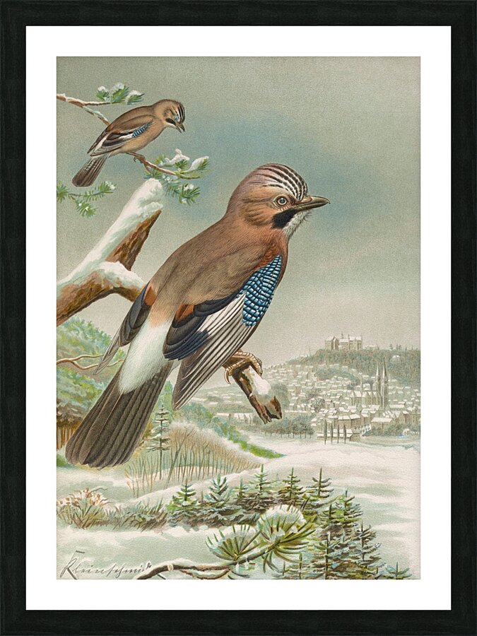 Garrulus glandarius by Johann Friedrich Naumann [1780–1857] Picture Frame print