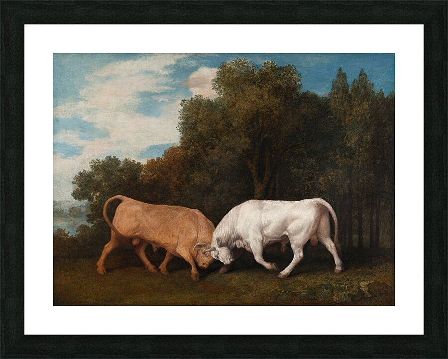 Bulls Fighting [1786] by George Stubbs [1724–1806] Picture Frame print