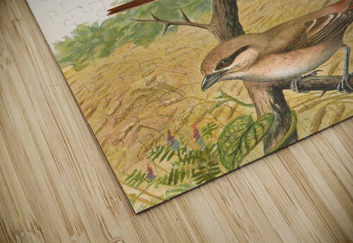 Lanius collurio. Lanius isabellinus Ehrenberg by Johann Friedrich Naumann [1780–1857] MyCozyFineArt puzzle