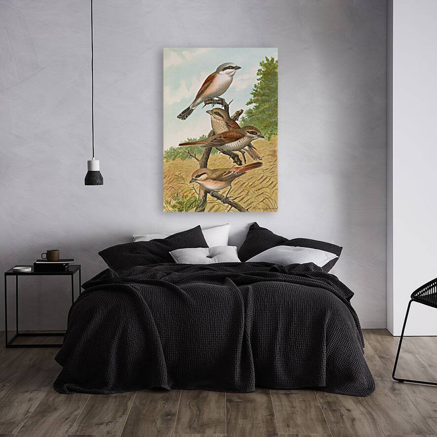 Lanius collurio. Lanius isabellinus Ehrenberg by Johann Friedrich Naumann [1780–1857] Reproduction