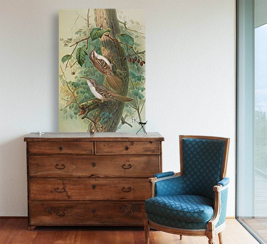 Certhia familiaris. Certhia familiaris brachydactyla by Johann Friedrich Naumann [1780–1857] Reproduction