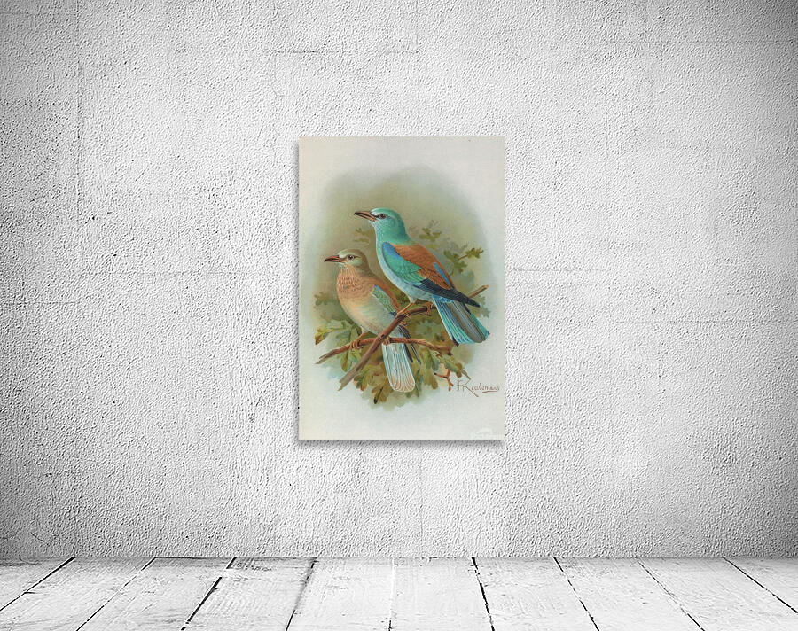 Coracias garrula by Johann Friedrich Naumann [1780–1857] Wall Preview