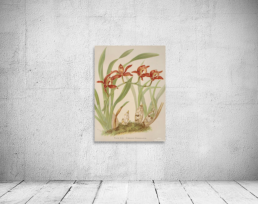 Cymbidium Hookerianum [1885] by Harriet Stewart Miner [1840–1895] Wall Preview