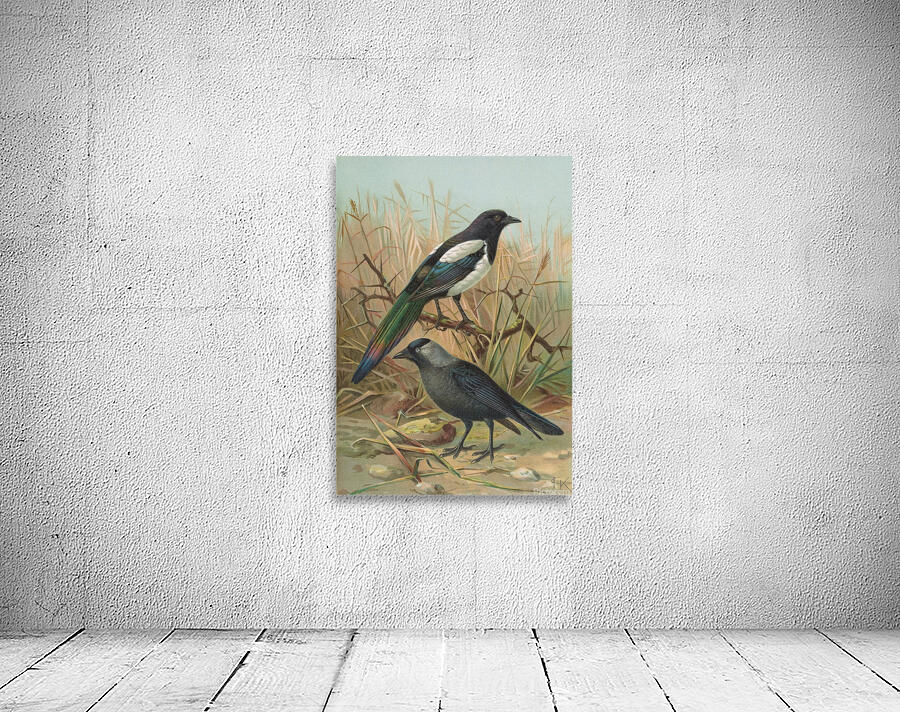 Pica pica. Lycus monedula by Johann Friedrich Naumann [1780–1857] Wall Preview