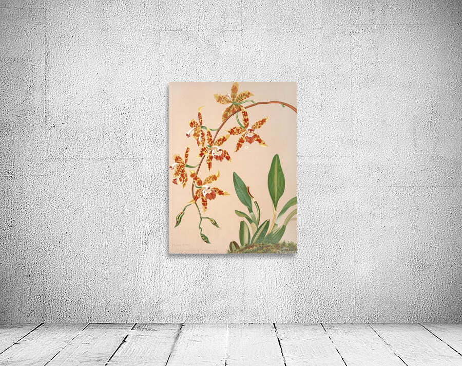 Odontoglossum Triumphans [1885] by Harriet Stewart Miner [1840–1895] Wall Preview