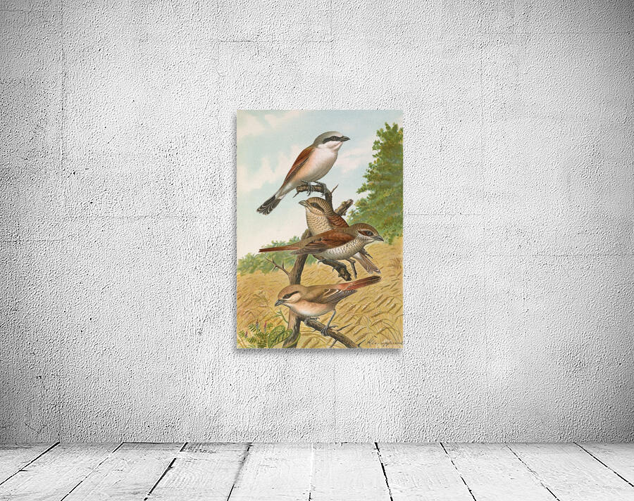 Lanius collurio. Lanius isabellinus Ehrenberg by Johann Friedrich Naumann [1780–1857] Wall Preview