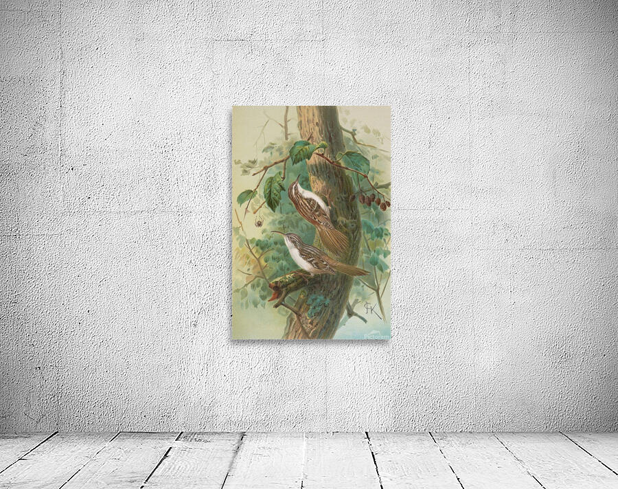 Certhia familiaris. Certhia familiaris brachydactyla by Johann Friedrich Naumann [1780–1857] Wall Preview