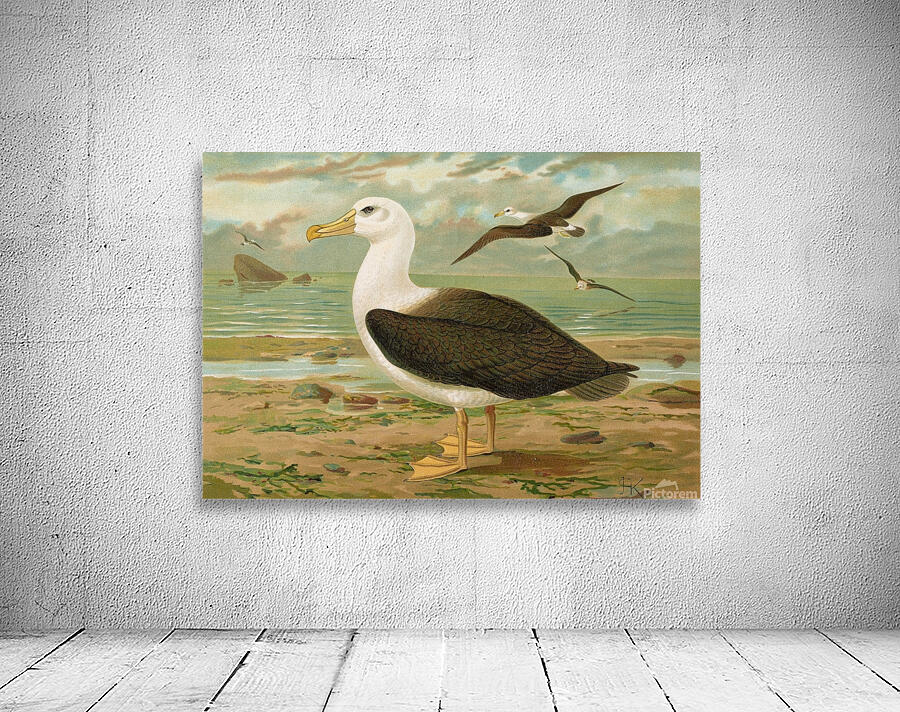 Diomedea melanophrys Boie. Schwarzzugeliger Albatros by Johann Friedrich Naumann [1780–1857] Wall Preview