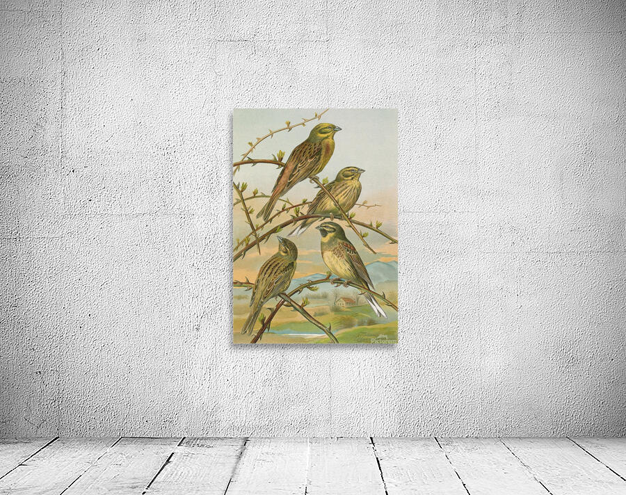 Emberiza citrinella. Emberiza cirlus by Johann Friedrich Naumann [1780–1857] Wall Preview