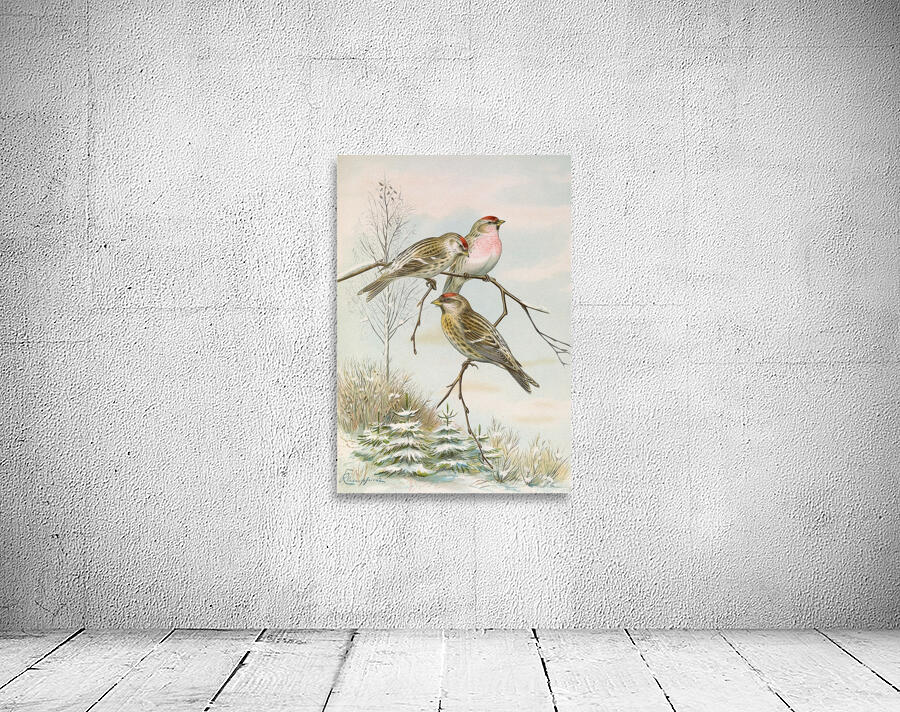 Acanthis linaria by Johann Friedrich Naumann [1780–1857] Wall Preview