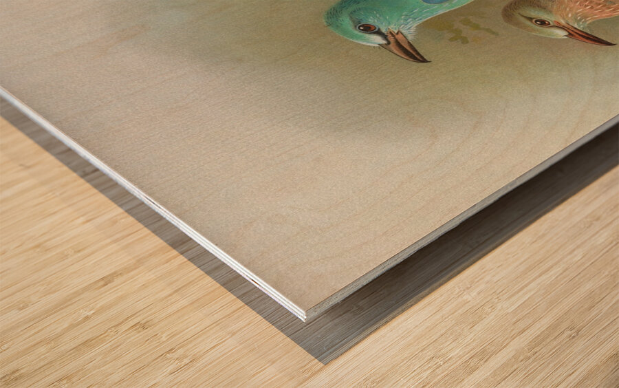 Coracias garrula by Johann Friedrich Naumann [1780–1857] Wood print