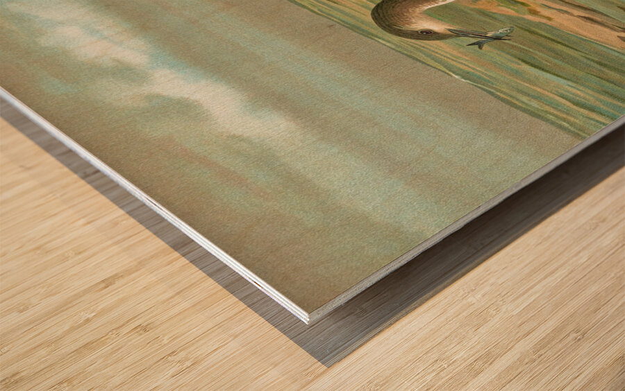 Gavia arctica [L.]. Polar–Seetaucher. By Johann Friedrich Naumann [1780–1857] Wood print