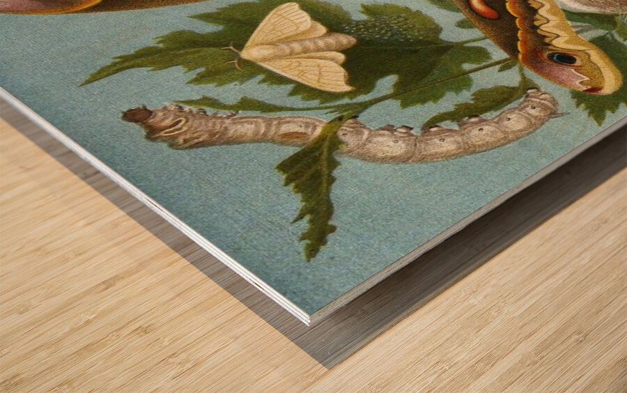 Die Insekten. Tausendfüssler und Spinnen Pl 11 [1877] by Alfred Edmund Brehm [1829–1884] Wood print