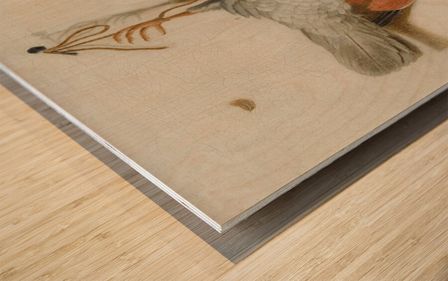 A Trompe L’œil With A Willow Ptarmigan Hanging From A Nail [1665] by Jacobus Biltius [1633–1681] Wood print