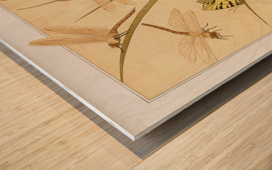 Papillons [1897] by Maurice Pillard Verneuil [1869–1942] Wood print