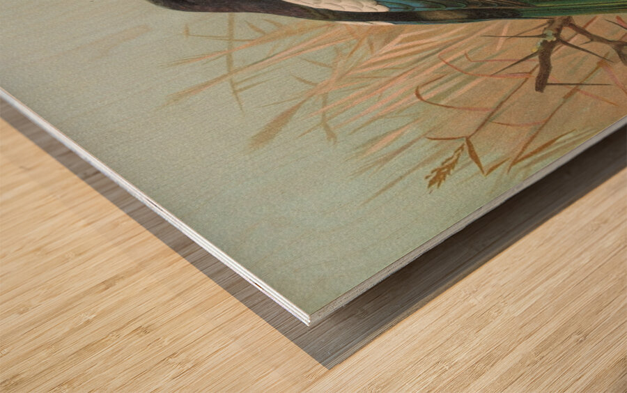 Pica pica. Lycus monedula by Johann Friedrich Naumann [1780–1857] Wood print