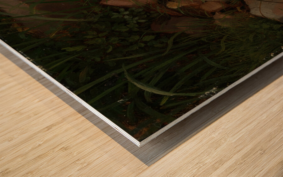 Steine im Gras [1860] by Hans Thoma [1839–1924] Wood print