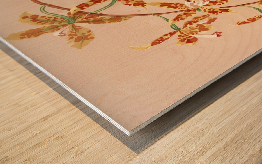 Odontoglossum Triumphans [1885] by Harriet Stewart Miner [1840–1895] Wood print