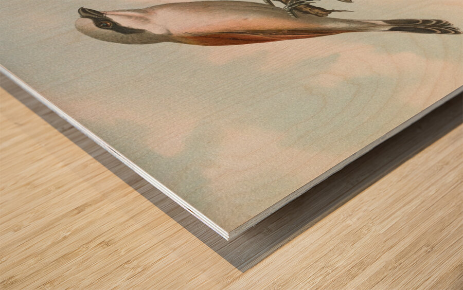 Lanius collurio. Lanius isabellinus Ehrenberg by Johann Friedrich Naumann [1780–1857] Wood print