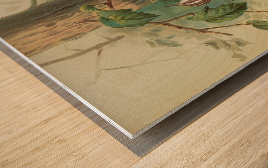 Certhia familiaris. Certhia familiaris brachydactyla by Johann Friedrich Naumann [1780–1857] Wood print